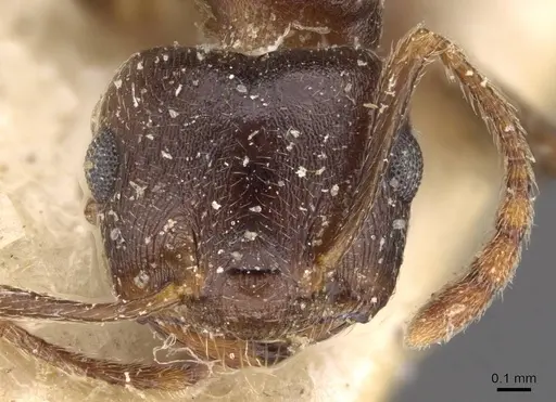 Crematogaster amita - CASENT0908609