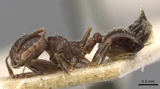 Crematogaster amita - CASENT0908609