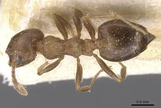 Crematogaster amita - CASENT0912790