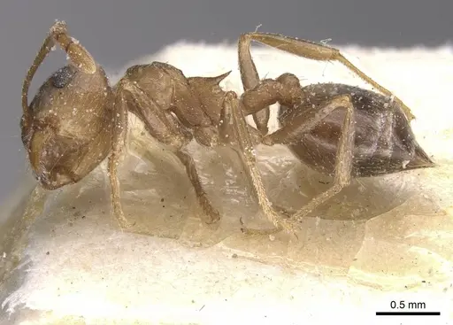 Crematogaster amita - CASENT0912790