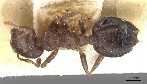 Crematogaster amita - CASENT0912791