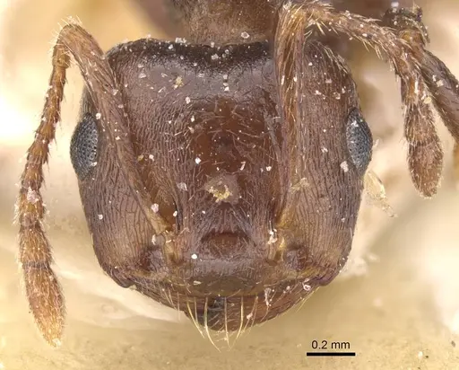 Crematogaster amita - CASENT0912791