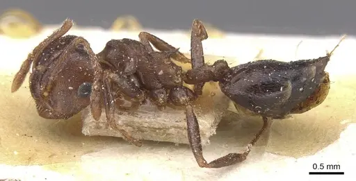 Crematogaster amita - CASENT0912791