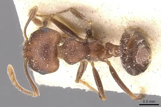 Crematogaster amita - CASENT0912792