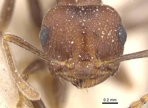 Crematogaster amita - CASENT0912792