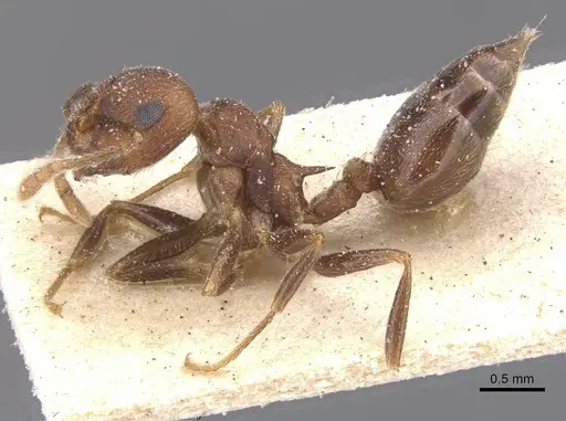 Crematogaster amita - CASENT0912792