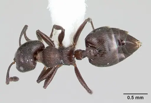 Crematogaster ampla specimen
