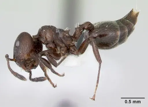 Crematogaster ampla specimen