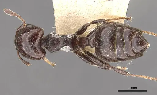 Crematogaster ampla - CASENT0908390