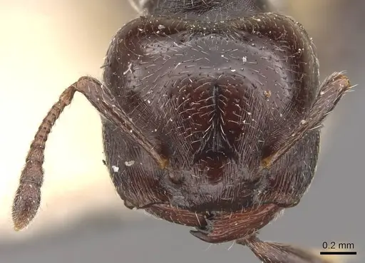 Crematogaster ampla - CASENT0908390