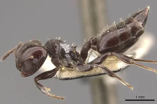 Crematogaster ampla - CASENT0908390