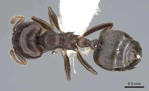Crematogaster ampla - CASENT0914548