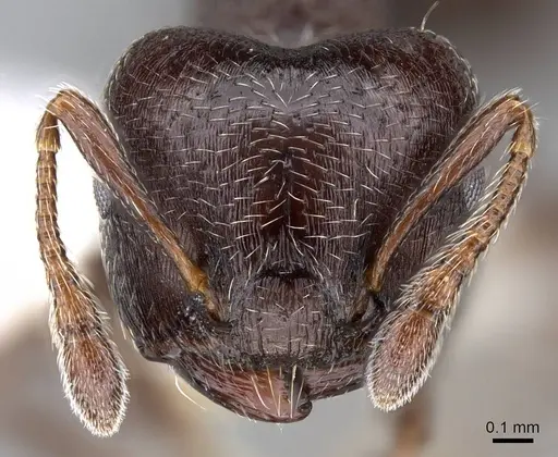 Crematogaster ampla - CASENT0914548