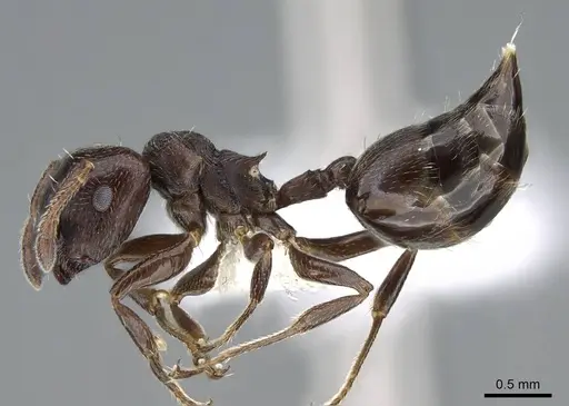 Crematogaster ampla - CASENT0914548