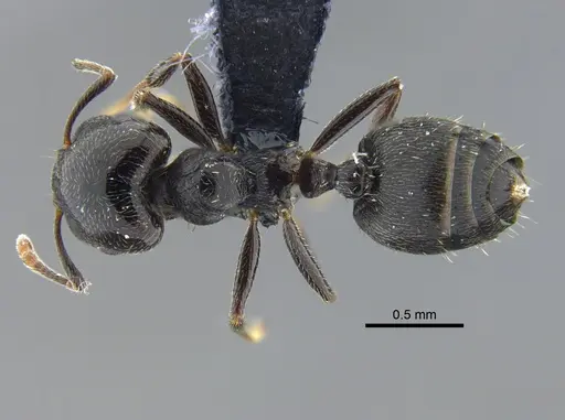 Crematogaster ampla - CBUMAGENT41932