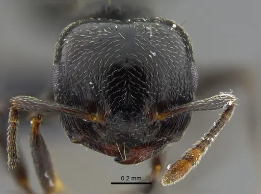 Crematogaster ampla - CBUMAGENT41932