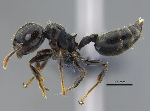 Crematogaster ampla - CBUMAGENT41932