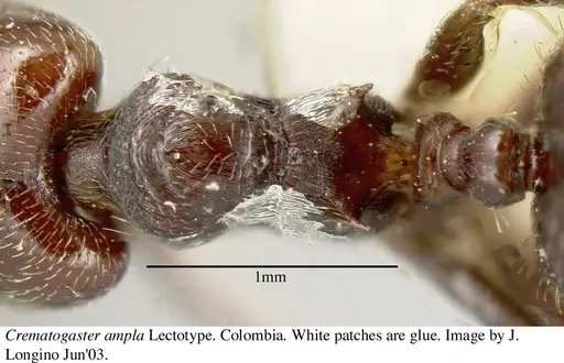 Crematogaster ampla - JTL669611