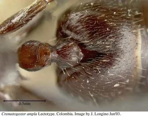 Crematogaster ampla - JTL669611