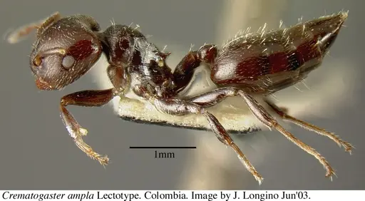 Crematogaster ampla - JTL669611