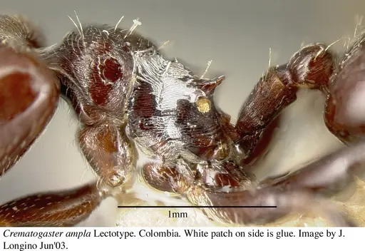 Crematogaster ampla - JTL669611