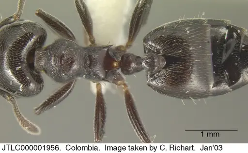 Crematogaster ampla - JTLC000001956