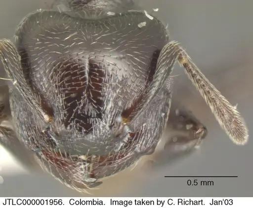 Crematogaster ampla - JTLC000001956