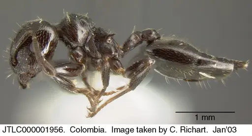 Crematogaster ampla - JTLC000001956
