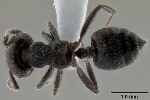 Crematogaster ampullaris specimen