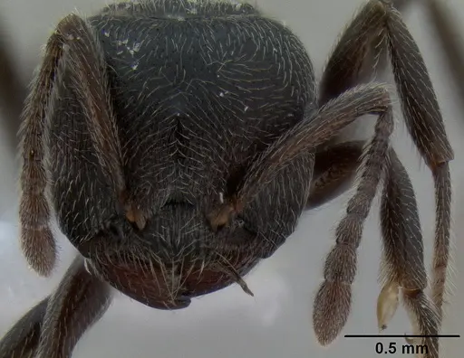 Crematogaster ampullaris specimen