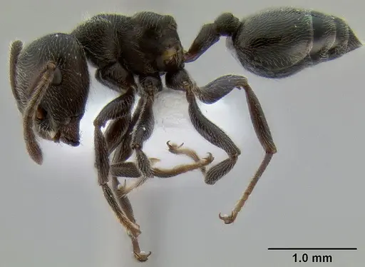 Crematogaster ampullaris specimen