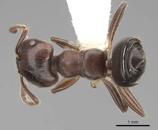 Crematogaster ampullaris - CASENT0922669