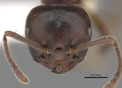 Crematogaster ampullaris - CASENT0922669
