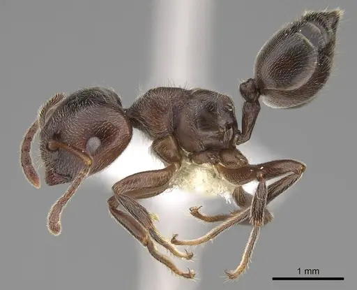 Crematogaster ampullaris - CASENT0922669