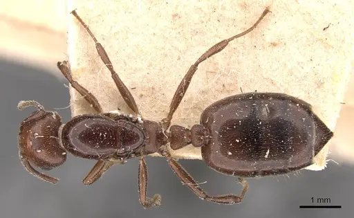 Crematogaster ancipitula specimen