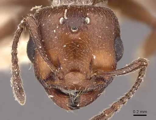 Crematogaster ancipitula specimen