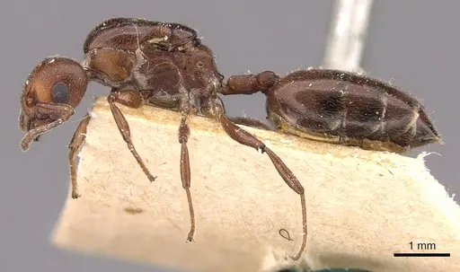 Crematogaster ancipitula specimen