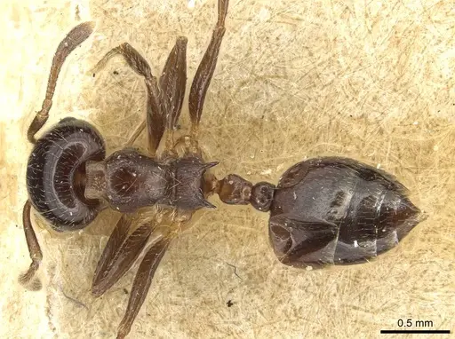 Crematogaster angulosa specimen
