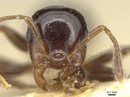 Crematogaster angulosa specimen