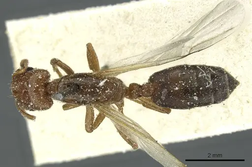 Crematogaster angusticeps specimen