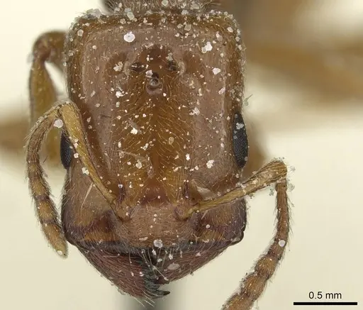 Crematogaster angusticeps specimen