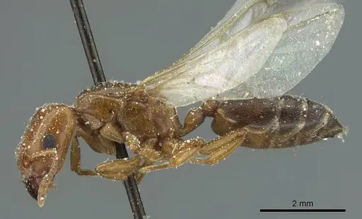 Crematogaster angusticeps specimen