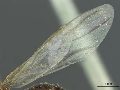 Crematogaster angusticeps - CASENT0912793