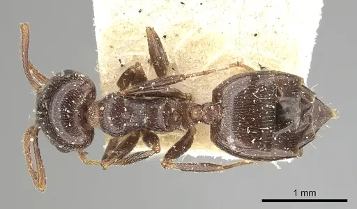 Crematogaster antaris specimen