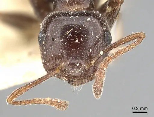 Crematogaster antaris specimen