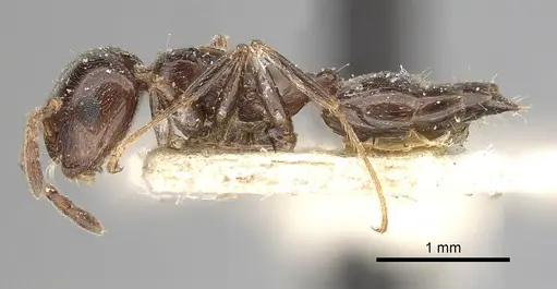 Crematogaster antaris specimen