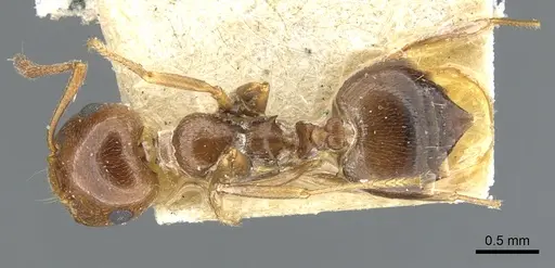 Crematogaster antaris - CASENT0903658