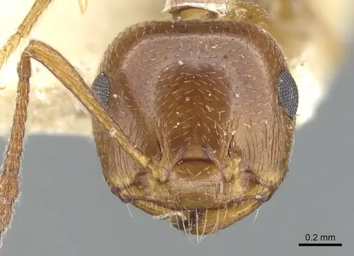 Crematogaster antaris - CASENT0903658