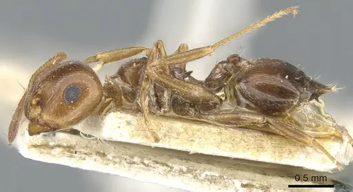 Crematogaster antaris - CASENT0903658