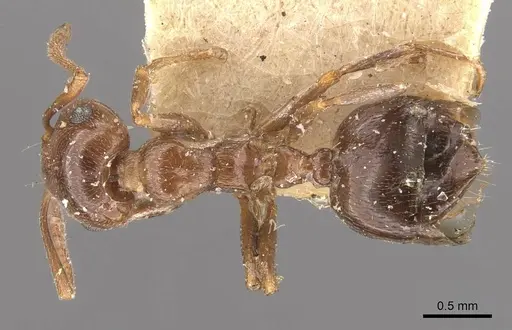 Crematogaster antaris - CASENT0908473